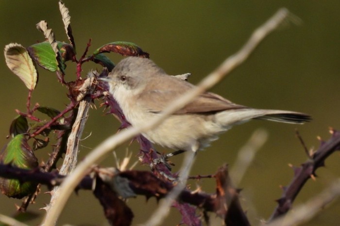 Lesser Whitethroat