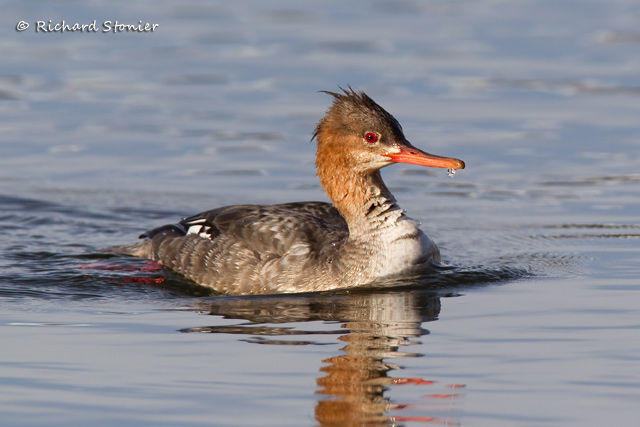 Red-breasted Merganser