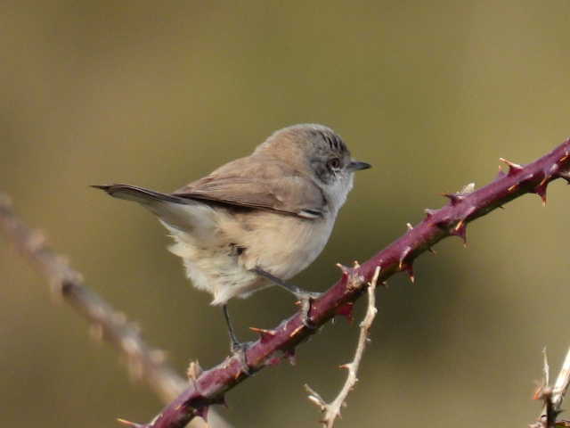 Lesser Whitethroat
