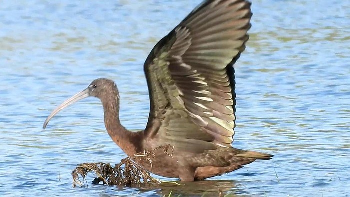 Glossy Ibis