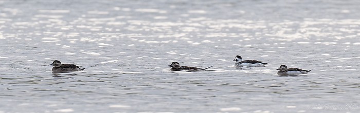 Long-tailed Duck