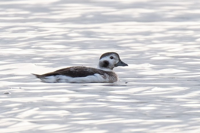Long-tailed Duck