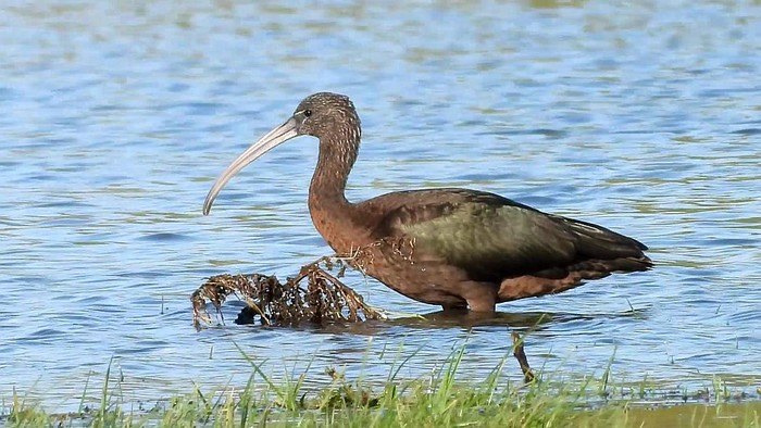 Glossy Ibis