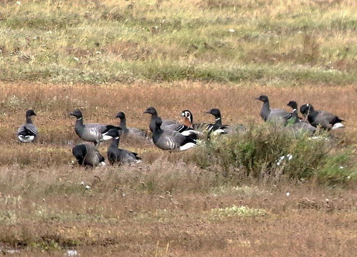 Red-breasted Goose