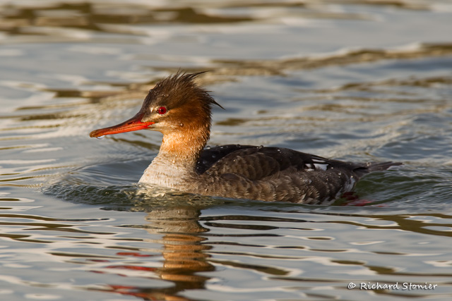 Red-breasted Merganser