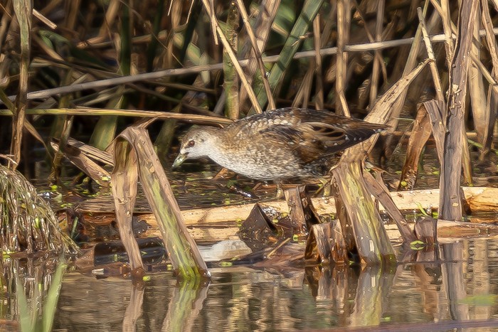 Little Crake