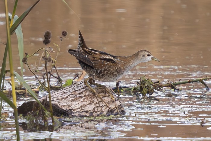 Little Crake