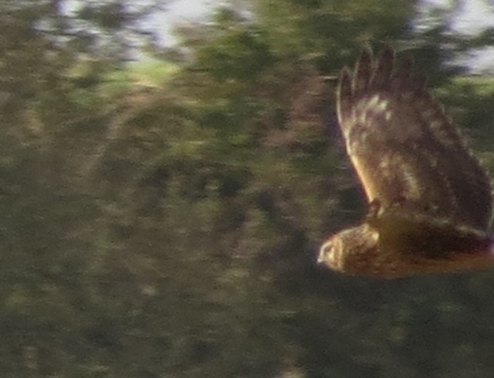 Hen Harrier