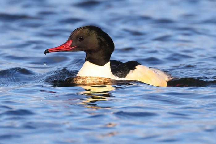 Goosander