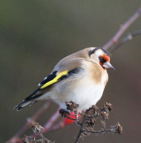 Goldfinch