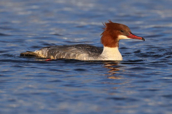 Goosander