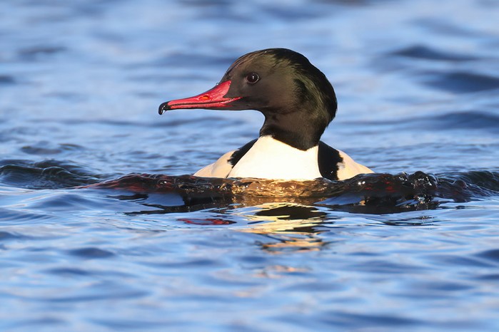 Goosander