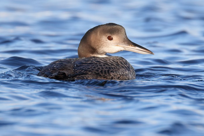 Great Northern Diver