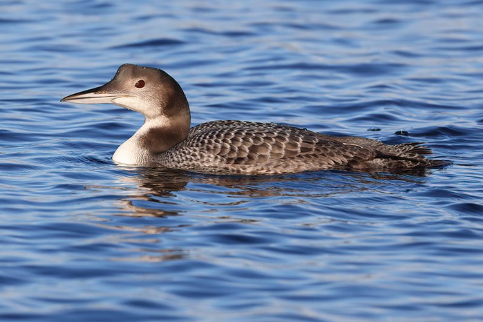 Great Northern Diver
