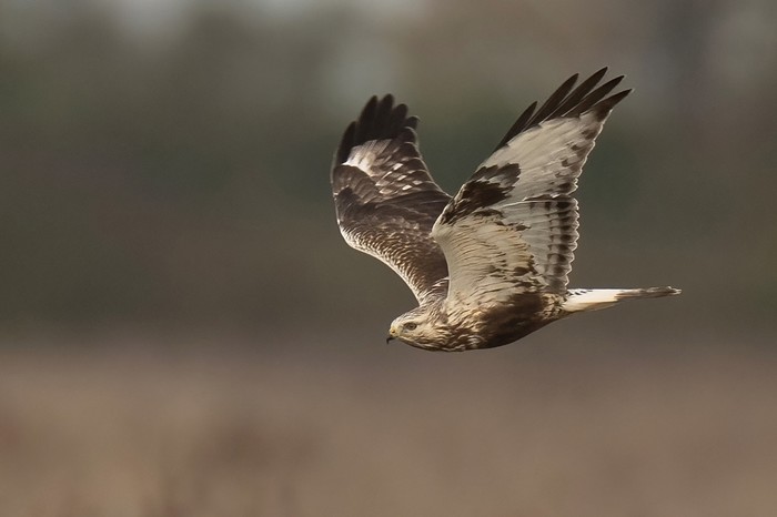 Rough-legged Buzzard