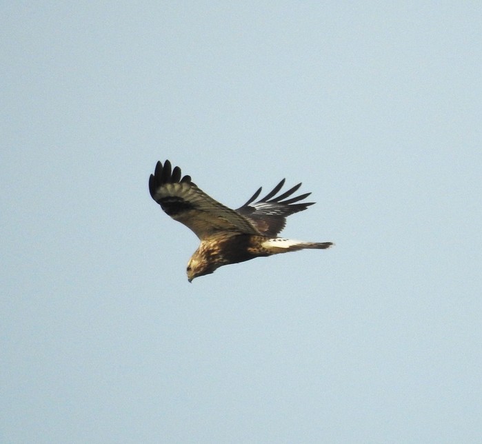 Rough-legged Buzzard