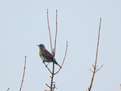 Fieldfare
