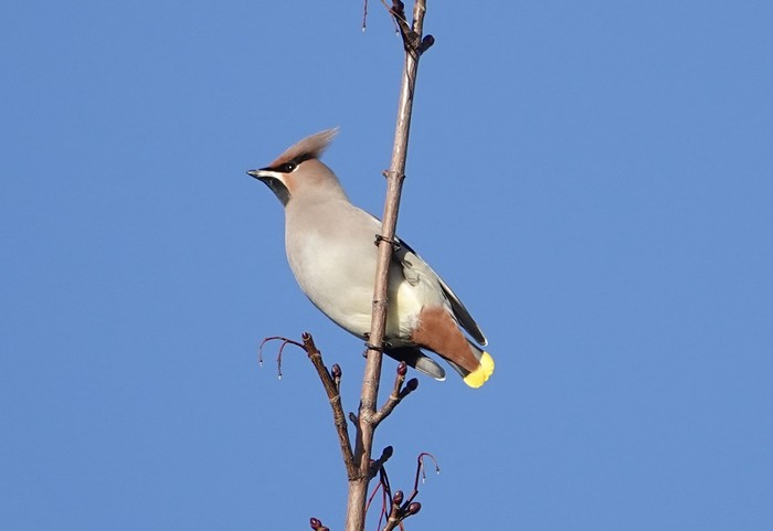Waxwing