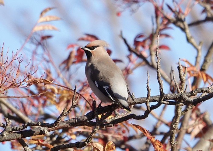 Waxwing