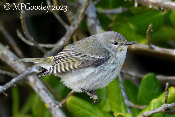 Cape May Warbler