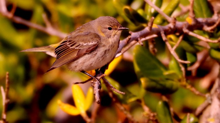 Cape May Warbler