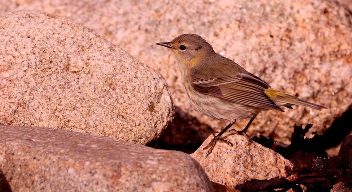 Cape May Warbler