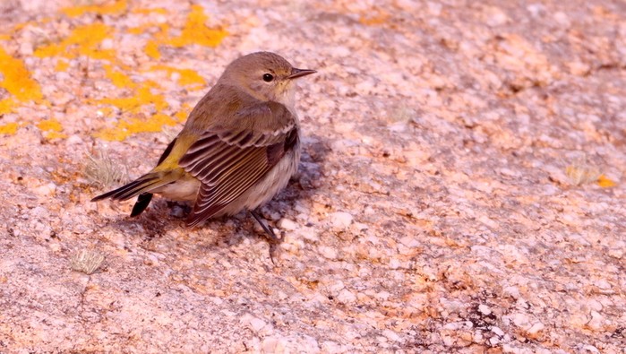 Cape May Warbler