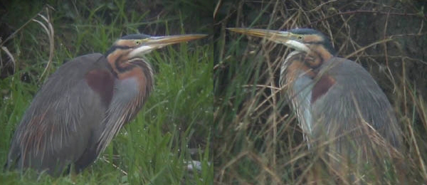 Purple Heron