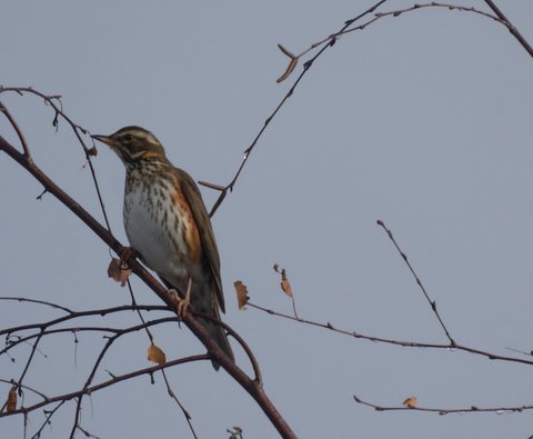 Redwing