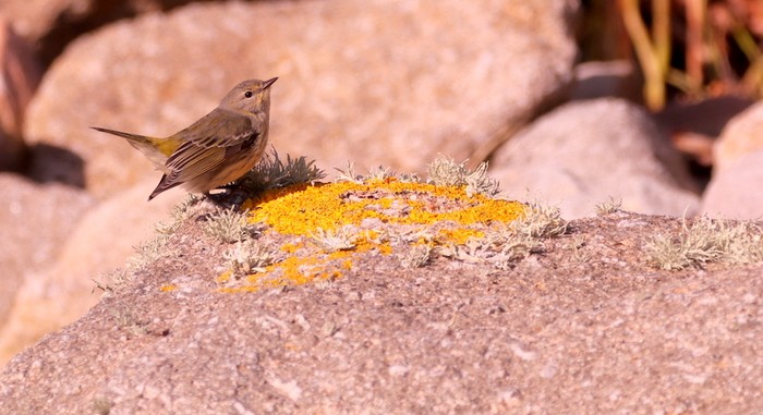 Cape May Warbler
