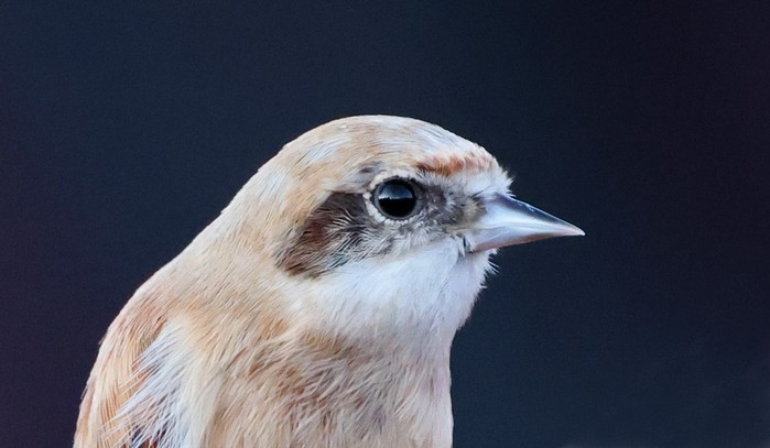 Penduline Tit