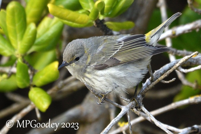 Cape May Warbler