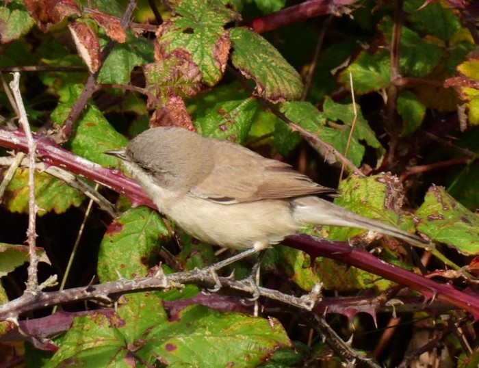 Turkestan Lesser Whitethroat