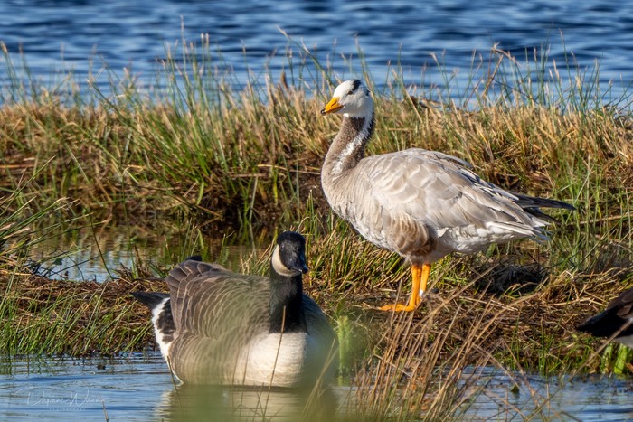 Bar-headed Goose