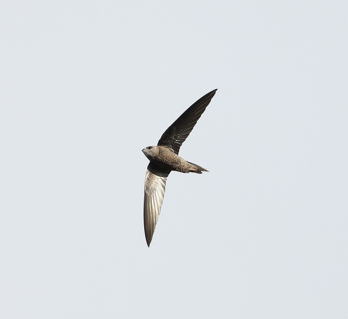 Pallid Swift