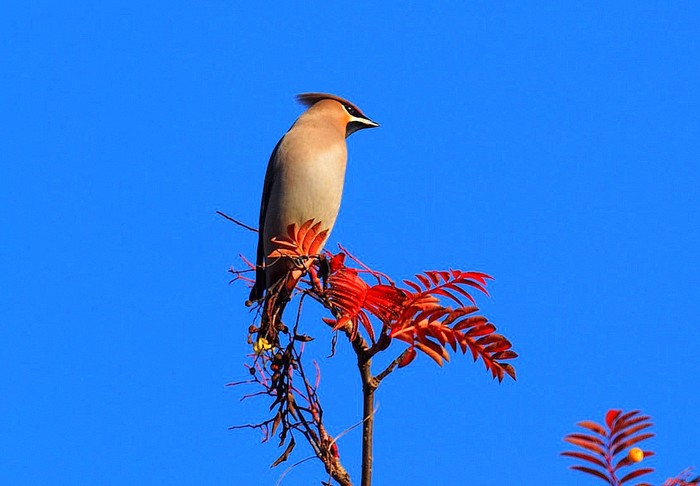 Waxwing