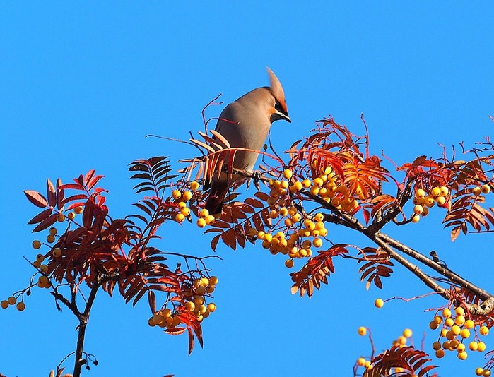 Waxwing