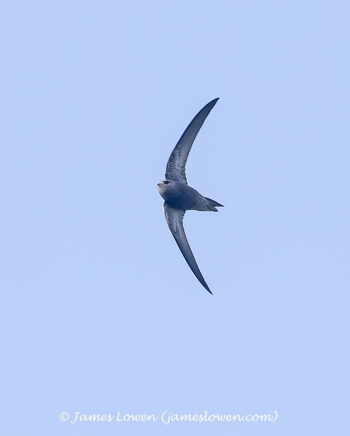 Pallid Swift