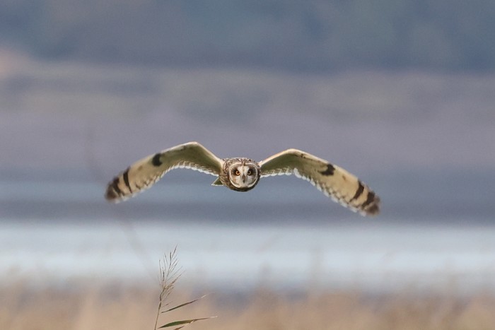 Short-eared Owl