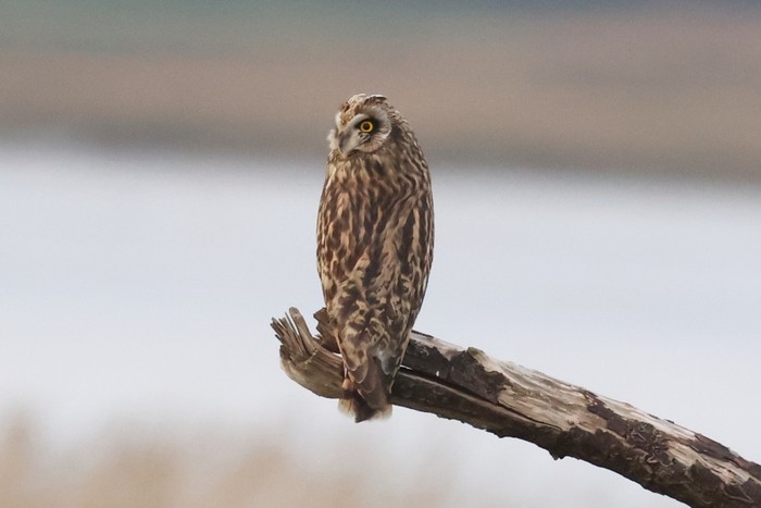 Short-eared Owl