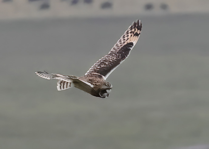 Short-eared Owl