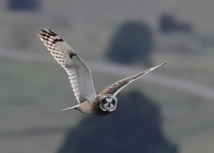 Short-eared Owl