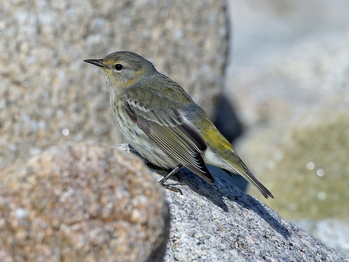 Cape May Warbler