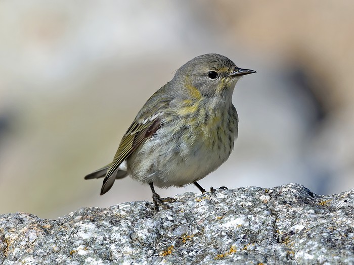 Cape May Warbler