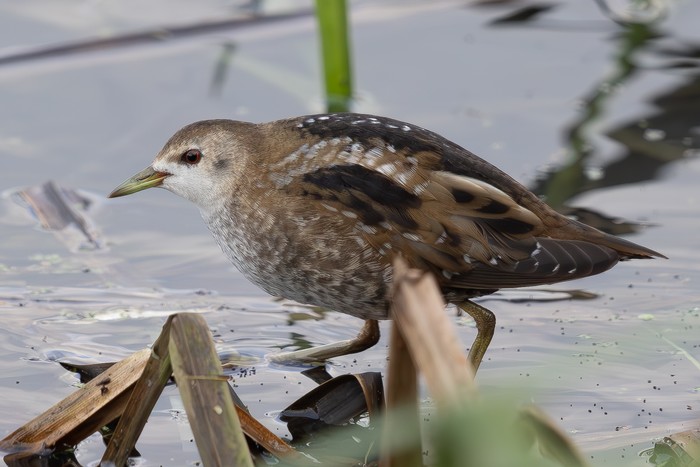 Little Crake