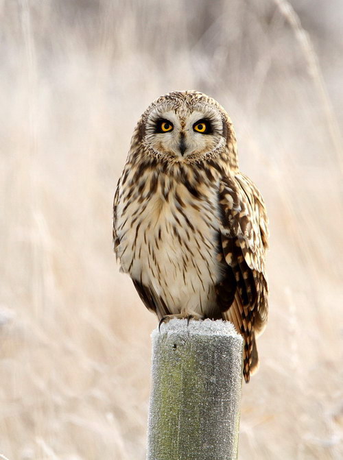 Short-eared Owl