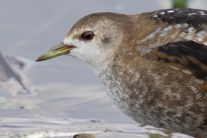 Little Crake