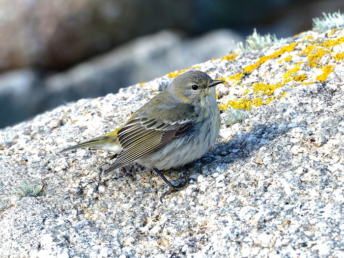 Cape May Warbler