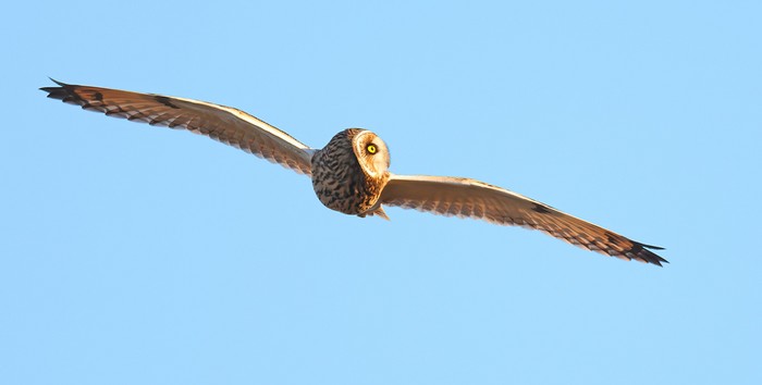 Short-eared Owl