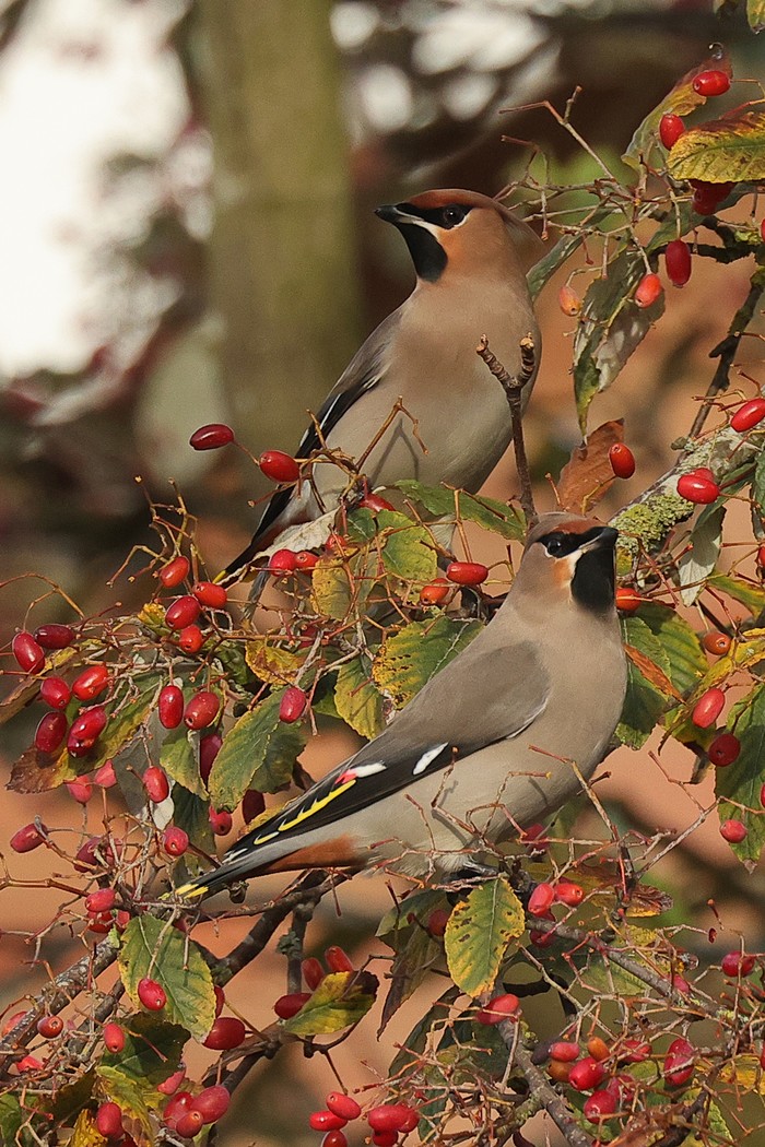 Waxwing